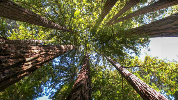 How Our Tree Care Process Works  in Brownsville, PA